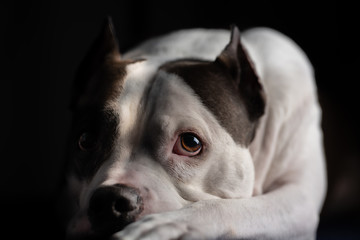 A beautiful old American Staffordshire Terrier poses for a portrait, isolated against a black...