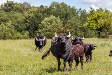 Wasserbüffel mit Kälbern in der Wahner Heide