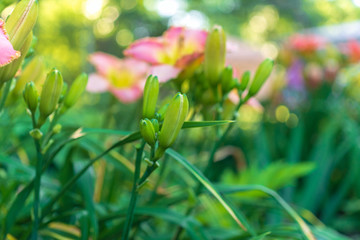 Obraz na płótnie Canvas Pink daylily flowers in a garden in the summer