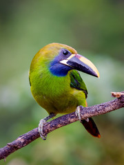 Emerald Toucanet in Costa Rica