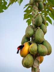 Scarlet-rumped tanager eating fruit in tree in Costa Rica
