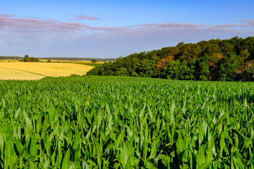 Corn field in front of blue sky