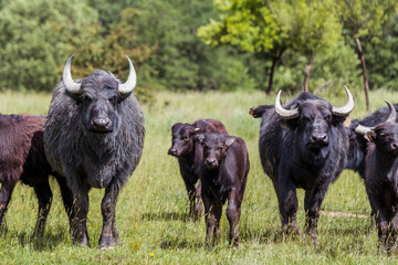 Wasserbüffel mit Kälbern auf der Weide