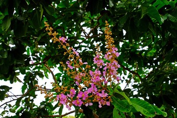 Fototapeta na wymiar Blooming Queen’s Crepe Myrtle (Pride of India) flowers.