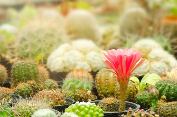 Pink flower of cactus (Mammillaria )