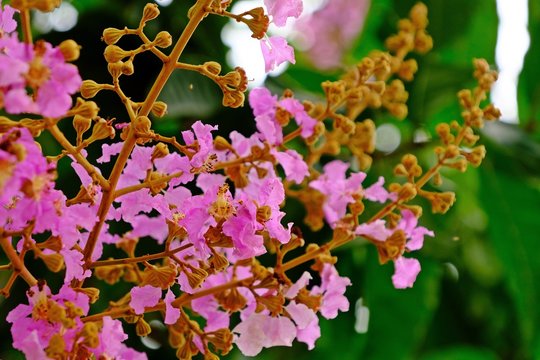 Close up of blooming Queen&rsquo;s Crepe Myrtle (Pride of India) flowers.