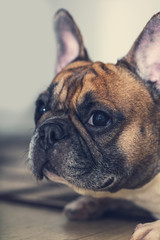 french bulldog breed dog lying