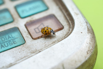ladybug on an old dirty and dusty phone