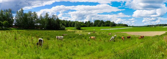 Panoramic image of cows hearding, with a beautiful rural background