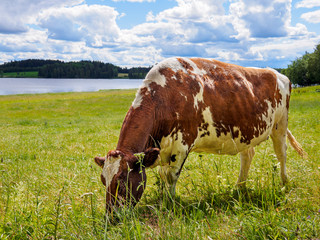 Cow hearding peacefully with a lake in the background, shot in Ikaalinen, Finland
