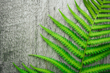 Fern leaves on the background of the old wooden background. Copy space. View from above.