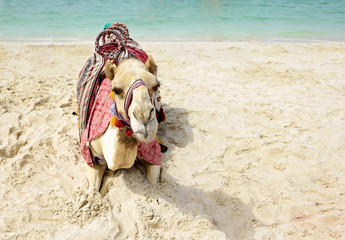 camel lying on the beach