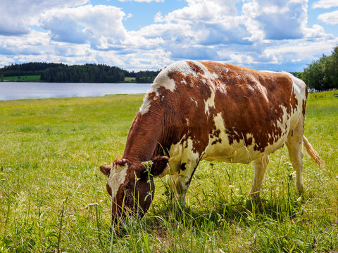 Cow hearding peacefully with a lake in the background, shot in Ikaalinen, Finland