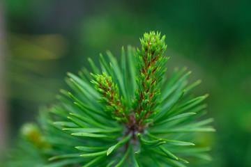 Spruce branch. Beautiful branch of spruce with needles. Green spruce. Spruce close up
