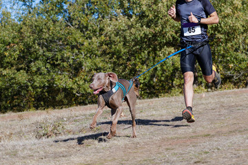 Dog and man taking part in a popular canicross race.