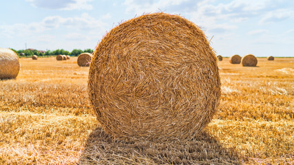 haystacks lie on a field harvesting on a farm