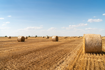 Fototapeta premium haystacks lie on a field harvesting on a farm