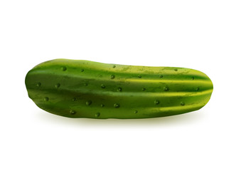 Realistic fresh cucumber on a white background, vector.