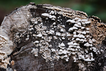 Little white mushrooms
