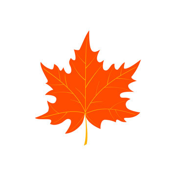 Autumn cartoon leaf isolated on white background