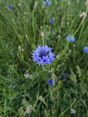 Fototapeta premium flowers on background of green grass