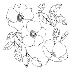 flowers and fruits of hips, drawing pen