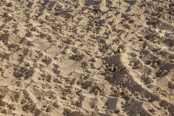 sand pit in the Ukrainian reserve of medobory.