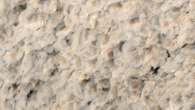 Closeup top view of the white algae plant fluttering in hot springs water. Abstract nature background