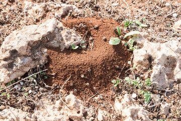 Anthill in Sicilian red soil