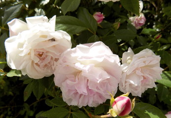 bouquet of pink roses