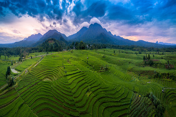 panoramic with the mountain line which is above the green and wide rice fields is taken using sunshine in the tropical weather when it will sunset in bengkulu, indonesia