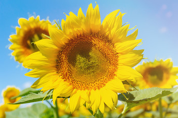 Fototapeta premium Sunflowers on the blue sky background agriculture farming rural economy agronomy concept