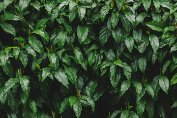 Closeup green leaf of tree in nature with copy space on dark green background.