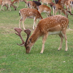 deer, fallow deer in the open air on a clearing in northern Germany