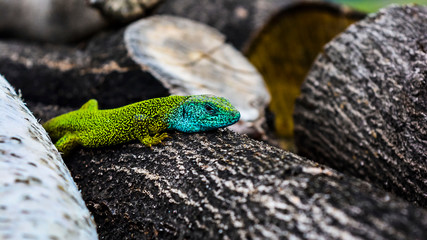 Green and blue European lizard