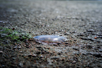 Dead jellyfish wash up on the beach dead during the low tide on the sea shore at Kuanniang,south of thailand