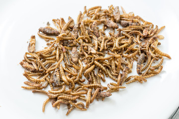 Fried cricket larvae