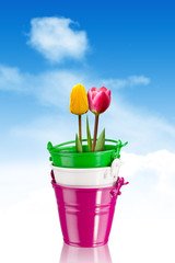 tulips in colorful buckets - clipping path
