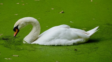 Weisser Schwan in einem See, schwimmend