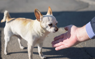 Small white chihuahua dog with brown ears