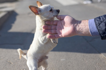 Small white chihuahua dog with brown ears