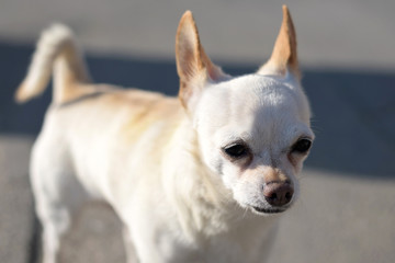 Small white chihuahua dog with brown ears