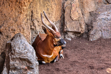 Close up of a Bongo antelope resting in the shade on a hot summer day