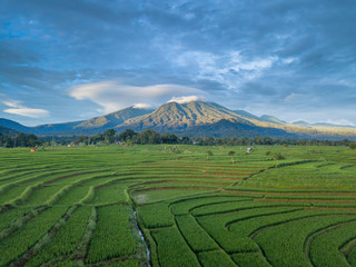 Fototapeta na wymiar the mountain line which is above the green and wide rice fields is taken using sunshine in the tropical weather when it will sunset in bengkulu, indonesia