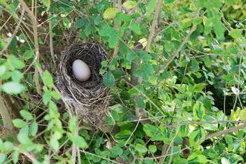 Bird nest with egg