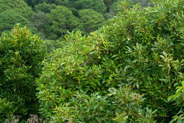Avocado tree in Guatemala, Central America, green economy, export crop, harvest 2019.