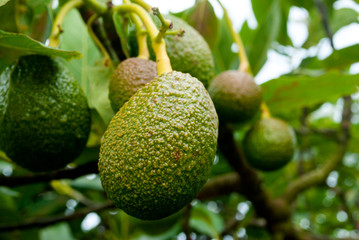 Avocado tree in Guatemala, Central America, green economy, export crop, harvest 2019.