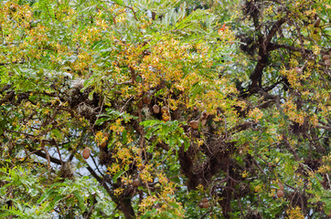 Blooming Tamarindus Indica