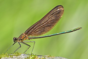 ミヤマカワトンボ♂