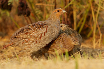 pheasant bird in the grass